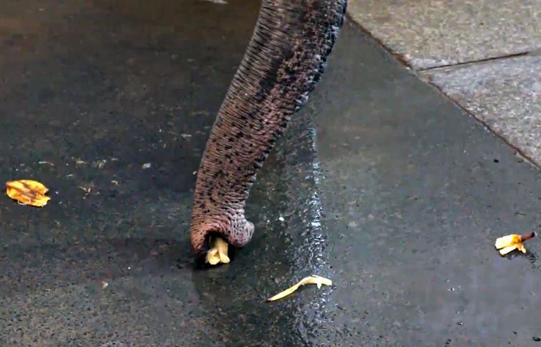 A still image from a handout video shows Pang Pha, an Indian elephant at the Berlin Zoo in Germany, peeling a banana. Pang Pha, who grew up at the zoo, may have learned to peel bananas from observing zookeepers do the same. (Kaufmann et al./Current Biology via The New York Times)  – NO SALES; FOR EDITORIAL USE ONLY WITH NYT STORY SLUGGED ELEPHANT BANANA PEELING BY EMILY ANTHES FOR APRIL 10, 2023. ALL OTHER USE PROHIBITED. –
