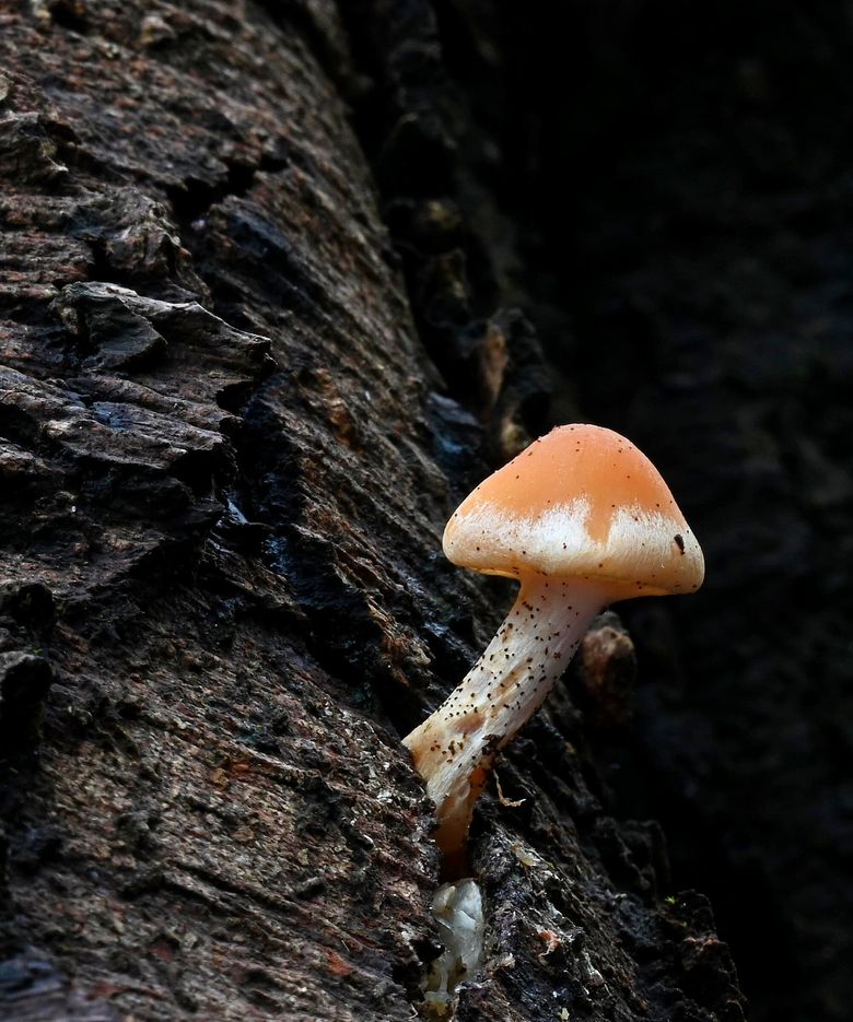 The focus is on the fungus in this magical mushroom photo from Edmonds