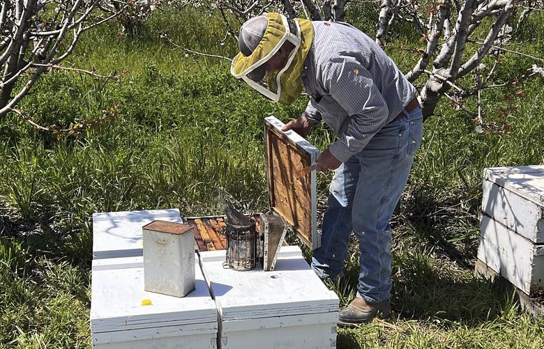 Beekeeper Gene Brandi tends to his hives at a cherry tree orchard in San Juan Bautista, Calif., Thursday, Aug. 6, 2023. He’s putting new queen bees in about a dozen hives that lost their queens. Brandi said he had to feed his bees twice as much as usual during almond pollination. But with spring rushing in, he said he’ll take his hives to the California coast where bees can forage on a native plant to make sage honey, a premium product that he can only make every few years when there’s ample rain. (AP Photo/Terry Chea) RPTC110 RPTC110