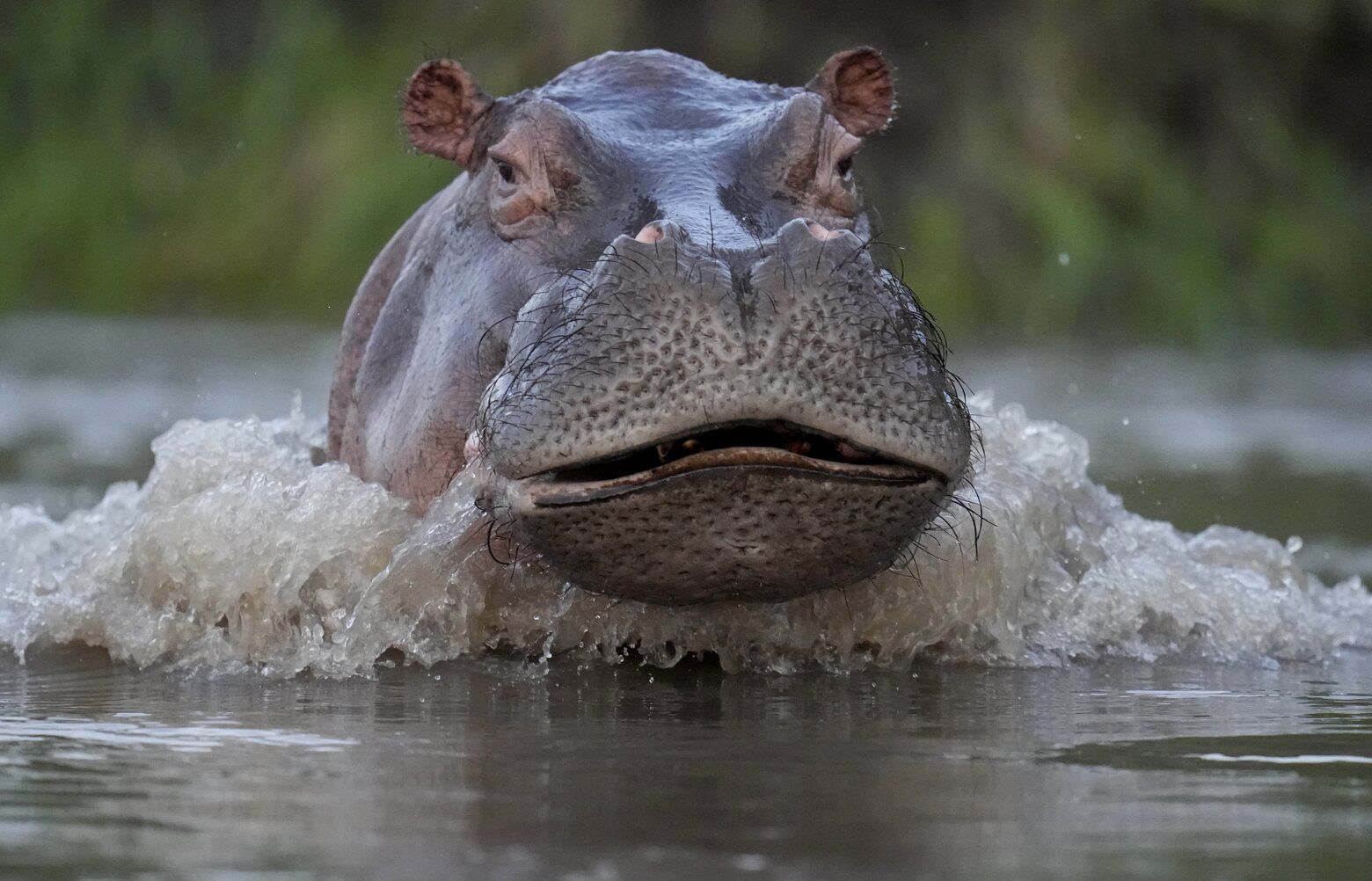 04122023_hippo_tzr_131221.jpg?