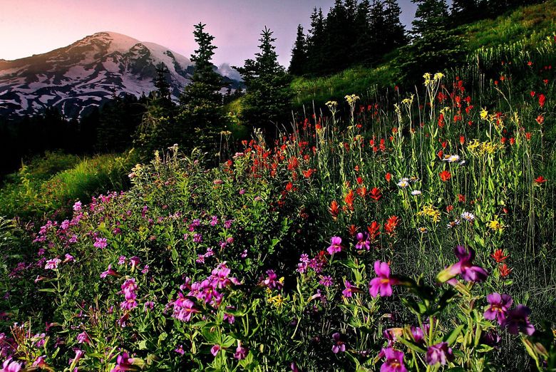 Day trip discoveries: Enjoy a local getaway to Mount Rainier National Park