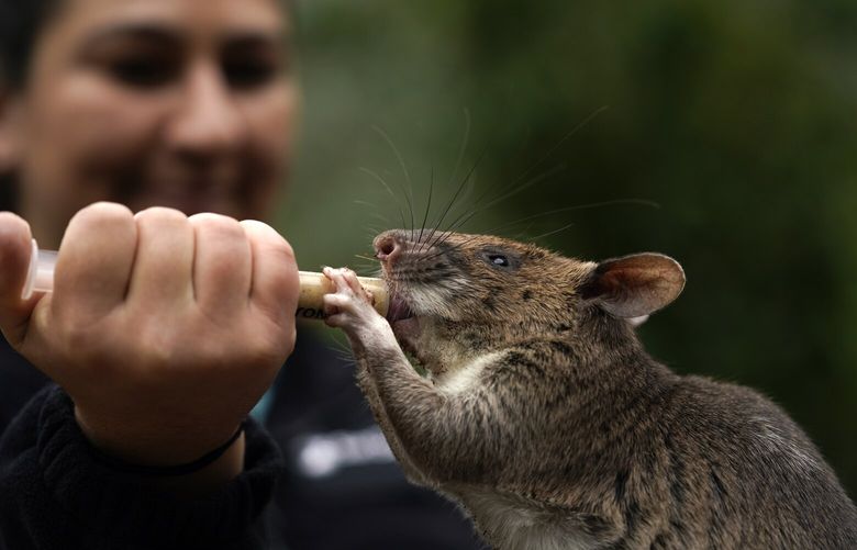 San Diego Zoo wildlife care specialist Lauren Credidio provides a treat to Runa, an African giant pouched rat, after she searched and found a pouch of chamomile tea during a presentation at the zoo Thursday, April 13, 2023, in San Diego. Runa weekly in demonstrations at the zoo to show how her keen sense of smell can be used to find everything from illegal shipments of wildlife to landmines. The organization that trained Runa has started providing the rats to U.S. zoos with the hope of changing the public’s perception of the animals. (AP Photo/Gregory Bull) CAGB306 CAGB306