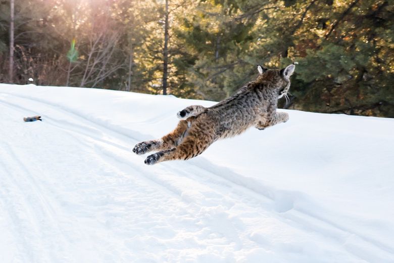 Wildfires have drastically reduced lynx habitat in Washington state