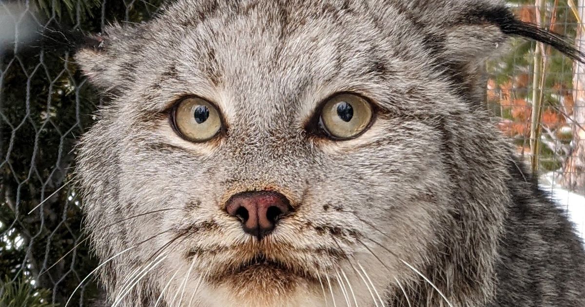 Winter Wildlife Pt. 3: The Ecology of Canada Lynx and Snowshoe Hare -  Grizzly bear conservation and protection