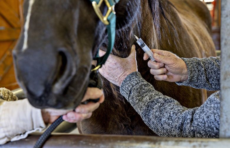 Dr. Boyd Spratling injects xylazine into a horse to help relax them while cleaning out a puncture wound at his veterinary office in Deeth, Nev., on April 10, 2023. Drug dealers are mixing xylazine, an animal tranquilizer relied on by veterinarians, into fentanyl, with deadly results; but controlling it is tricky. (Kim Raff/The New York Times) XNYT163 XNYT163