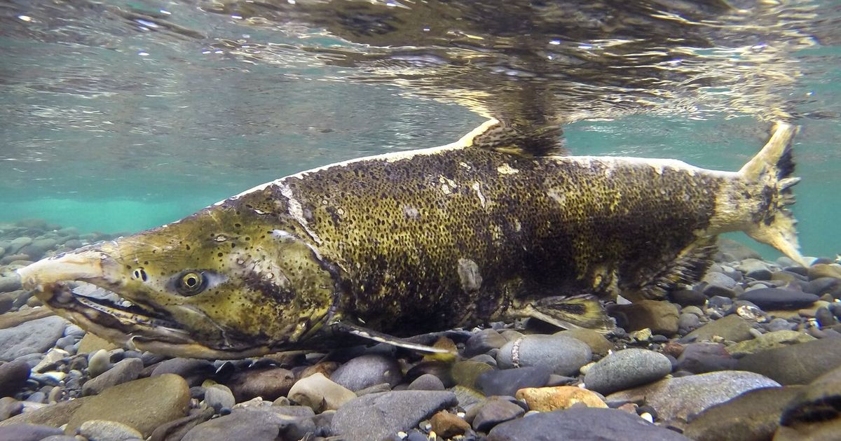 WA could get millions in federal salmon recovery dollars | The Seattle ...