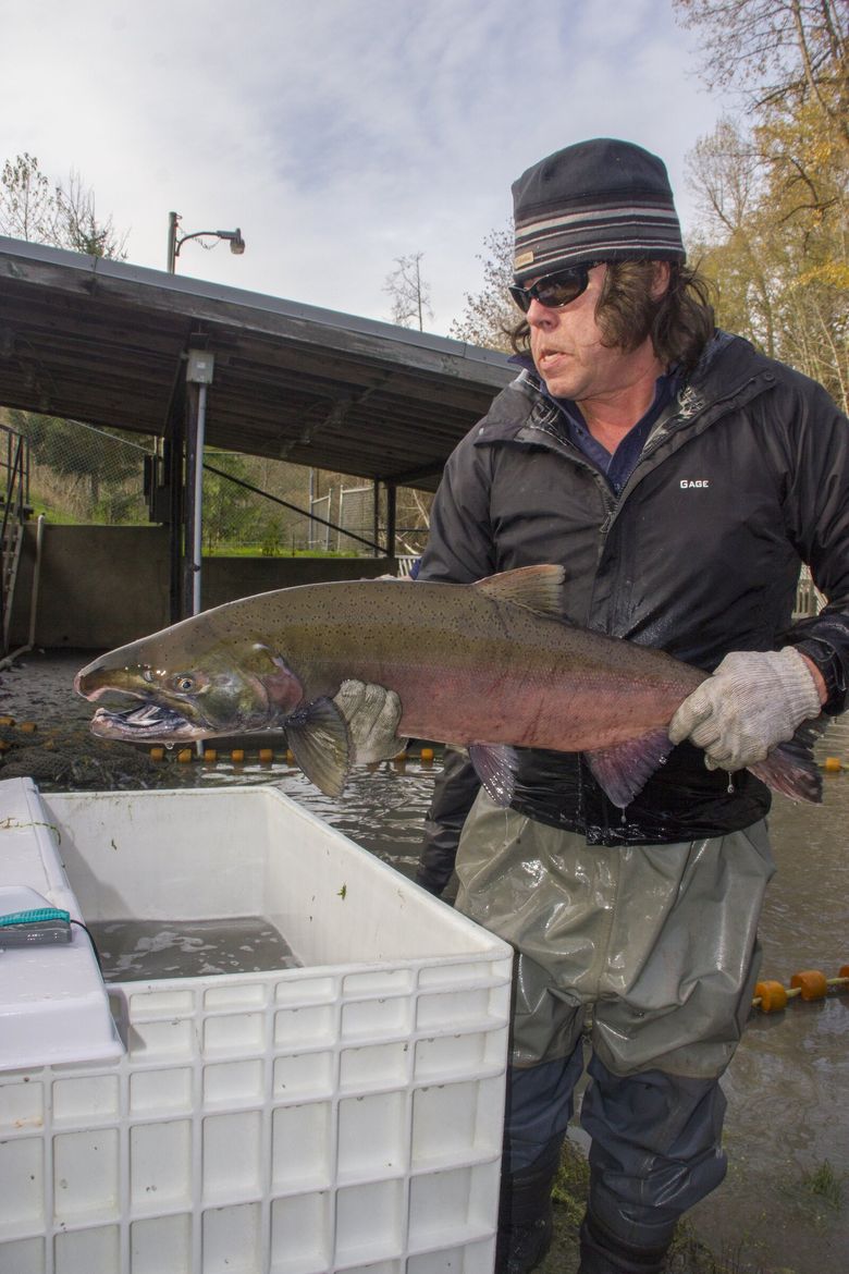 Tribe to fish for salmon on Elwha River a decade after dams fell