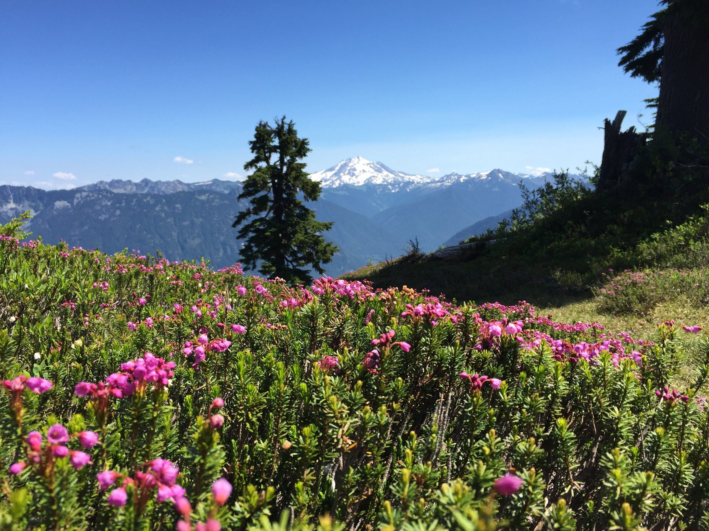 Waterfalls now, wildflowers later: 8 hikes for this spring and