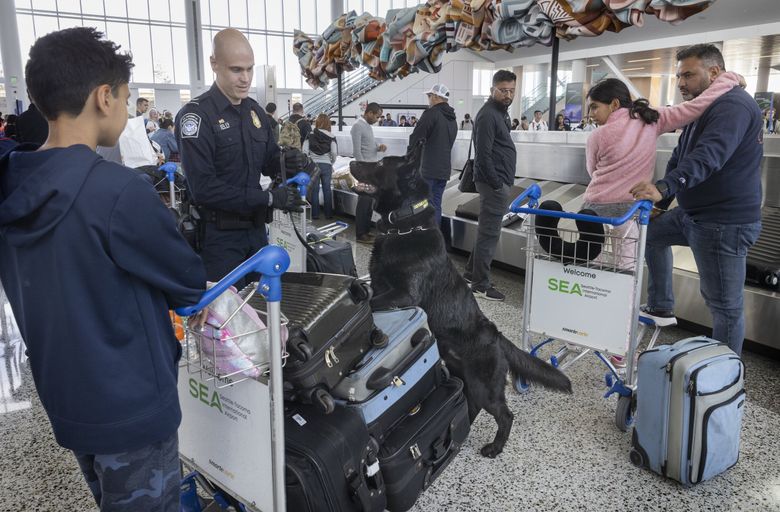 Zofo works with his handler, Colby Kelly, a K-9 enforcement handler at Sea-Tac, to search for currency and firearms as international passengers pick up their luggage. (Ellen M. Banner / The Seattle Times)