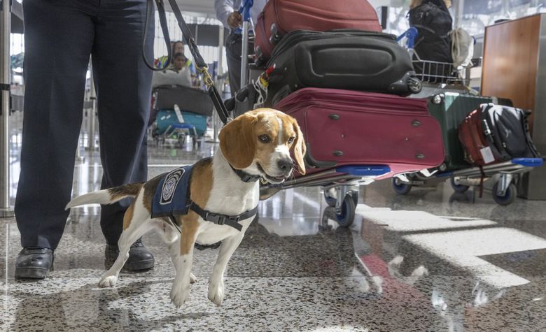 Buckie the beagle works at Sea-Tac with his handler, Vicmary Acosta, on alert for prohibited food as international passengers go through customs in late March. (Ellen M. Banner / The Seattle Times)