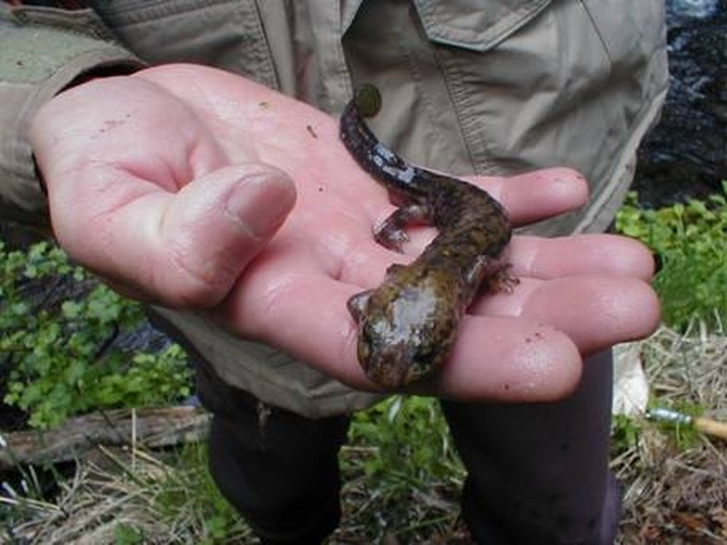 Springtime is for salamanders — and journeys of discovery | The