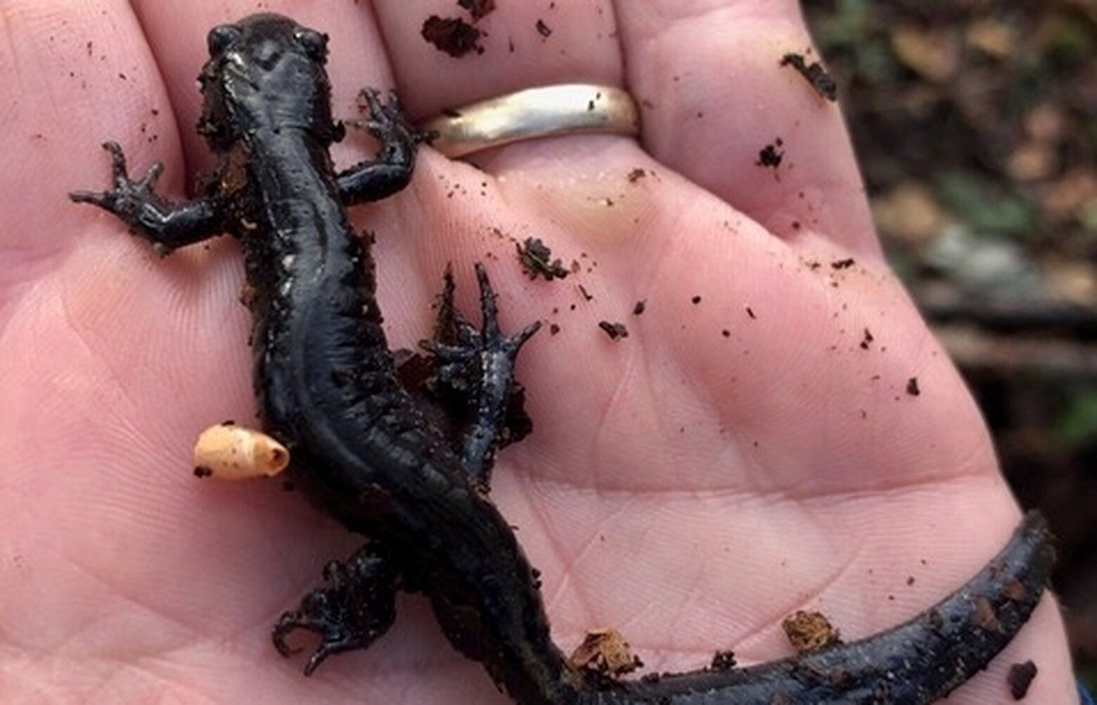 Springtime is for salamanders — and journeys of discovery | The