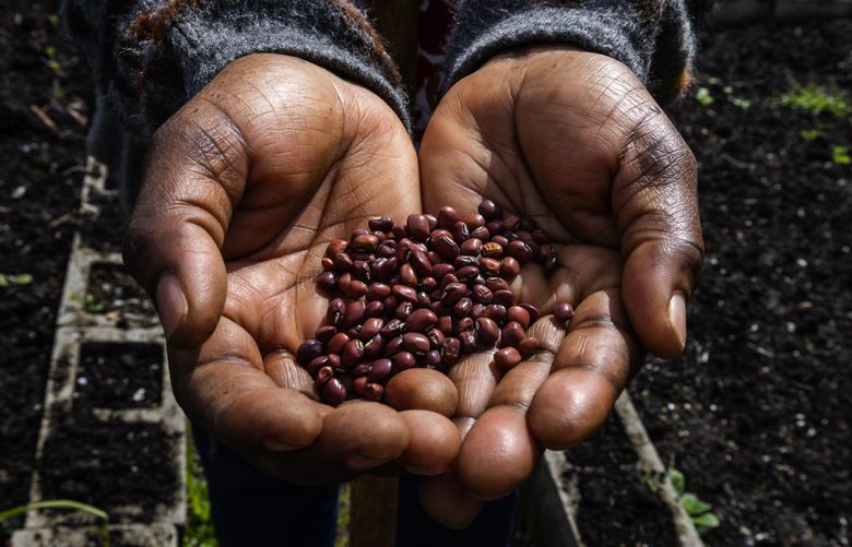 Mary Masheti, a Kenyan immigrant, shows Cowpea seeds, which have been cultivated and domesticated in Africa for centuries, at the garden plots she and her husband lease at Hillside Church, Sunday, April 23, 2023 in Kent. The garden is managed by World Relief, which receives plants from Tilth through the culturally relevant edible plant starts program. (Ken Lambert / The Seattle Times)