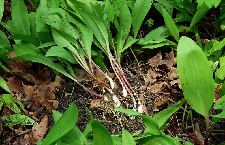 When harvested in the wild, leeks or ramps, can take 5 years to rebound before they eventually colonize and form bulbs underground. So, it