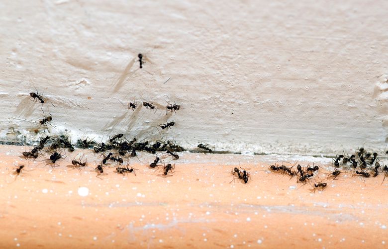 Ants can make their way into your home through cracks in the walls. Making sure gaps are properly caulked or sealed can help prevent an infestation or call to your local exterminator. (Getty Images)