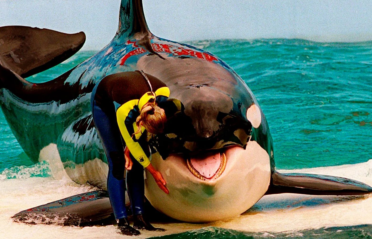 Caregivers: Returning orca Lolita to Northwest is risky | The