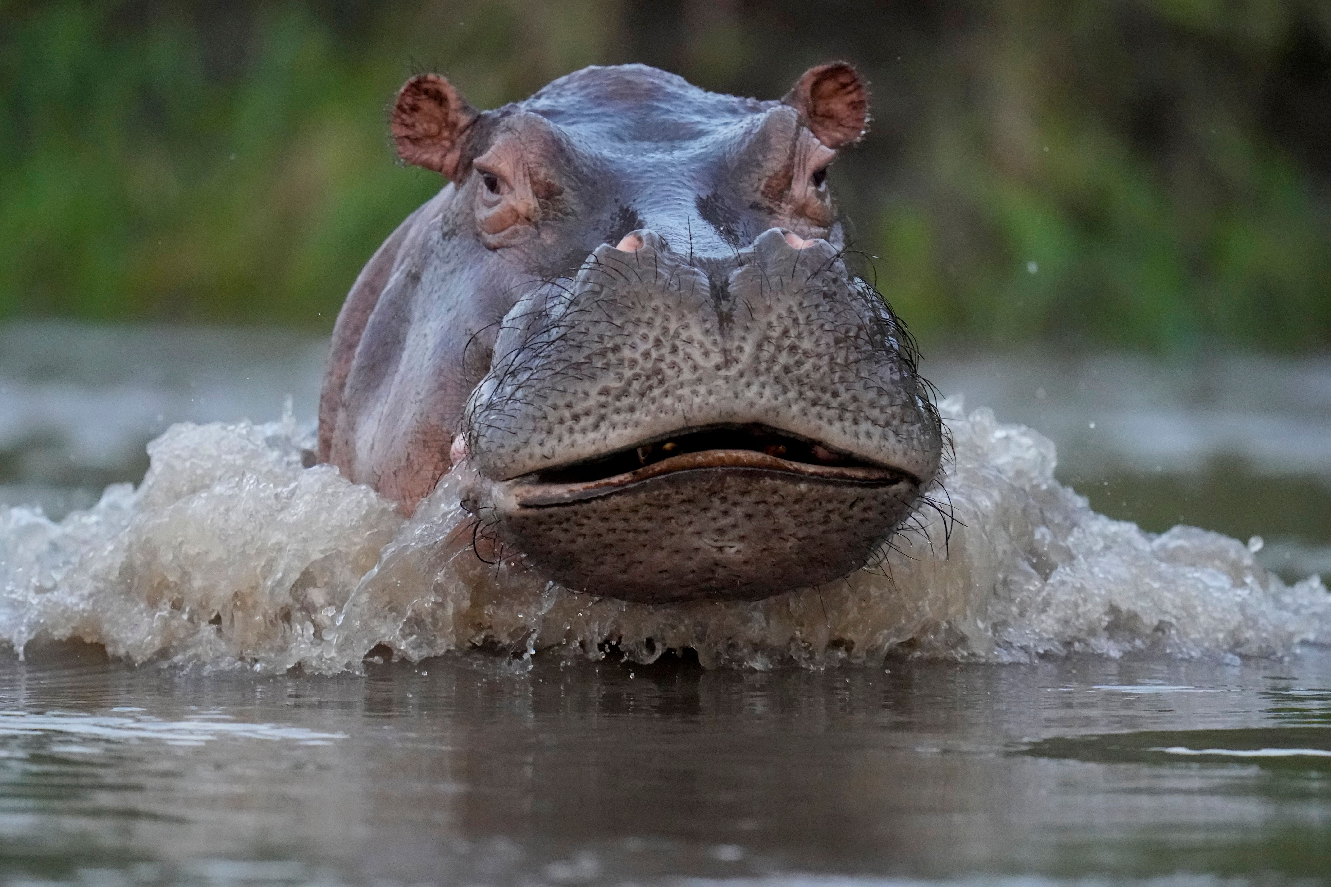 An Escobar hippo killed in highway collision in Colombia | The