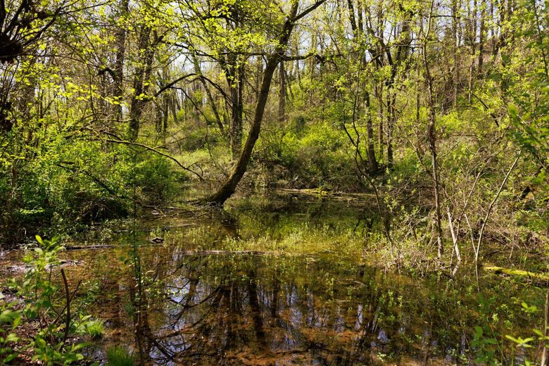 Duwamish Trail, Green River Trail — Washington Trails Association