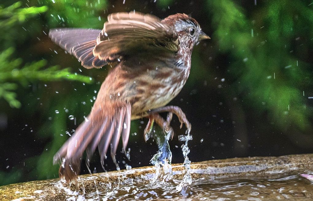 7 common Seattle-area birds to listen for in the spring | The Seattle Times