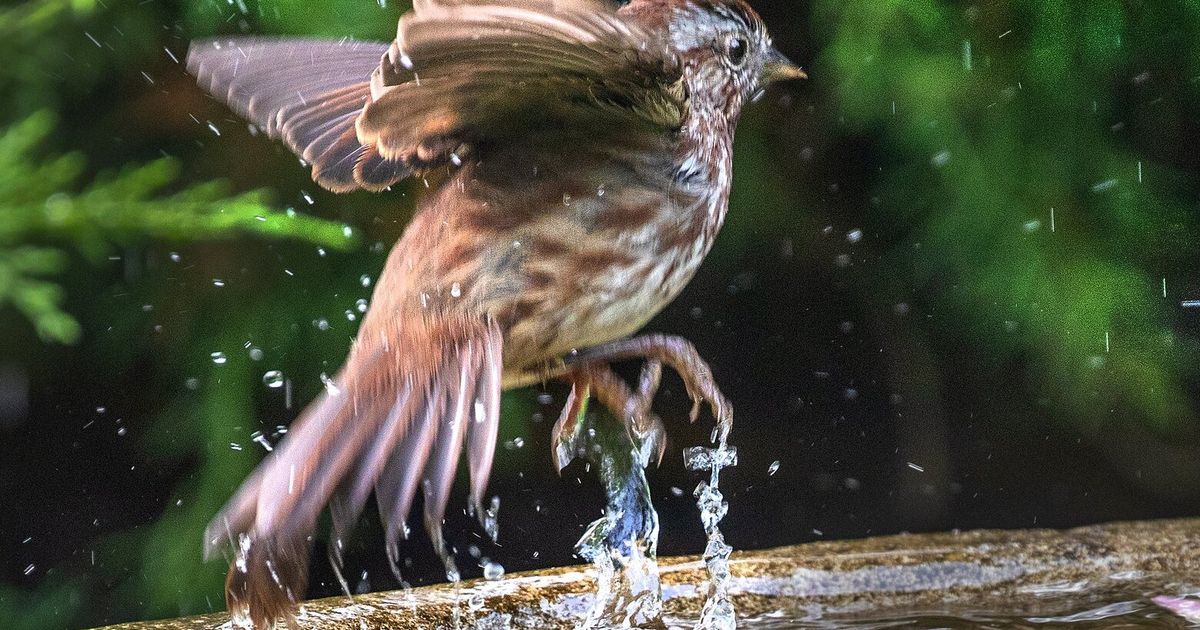 7 common Seattlearea birds to listen for in the spring The Seattle Times