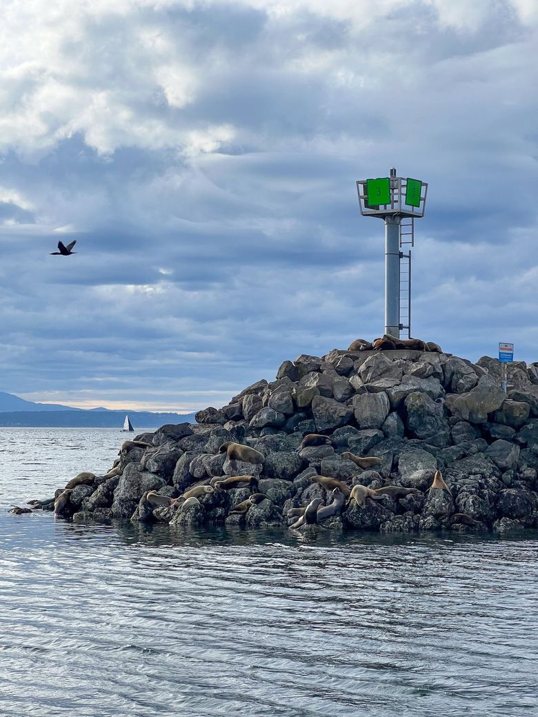 What you need to know to take a sea kayak on Puget Sound (namely