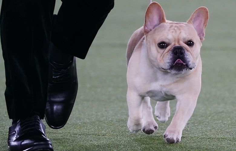 FILE – Winston, a French bulldog, competes for Best in Show at the 146th Westminster Kennel Club Dog Show, Wednesday, June 22, 2022, in Tarrytown, N.Y. French bulldogs are ranked as the United States’ favorite dog breed, yet none has ever won the nation’s pre-eminent dog show. This year, Winston is a strong contender to take the trophy at the Westminster Kennel Club dog show. (AP Photo/Frank Franklin II, File) NYJJ501 NYJJ501