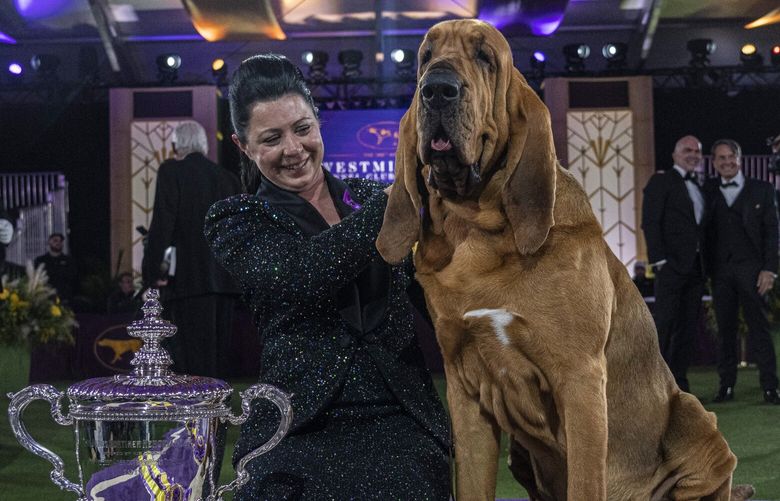 FILE — Trumpet, a bloodhound who won Best in Show in 2022, during the Westminster Kennel Club Dog Show in Tarrytown, N.Y., on June 22, 2022. Trumpet was judged by Dr. Donald Sturz, Jr. (Hiriko Masuike/The New York Times) XNYT78 XNYT78