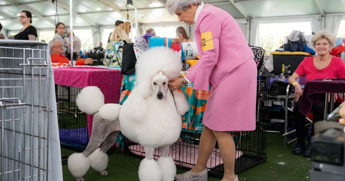 Behind the scenes at the Westminster dog show Photo gallery The