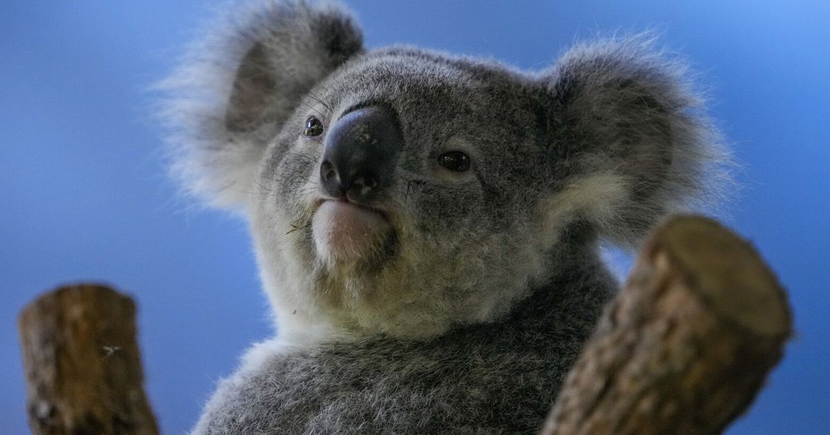 First wild koalas caught and vaccinated against chlamydia | The Seattle ...