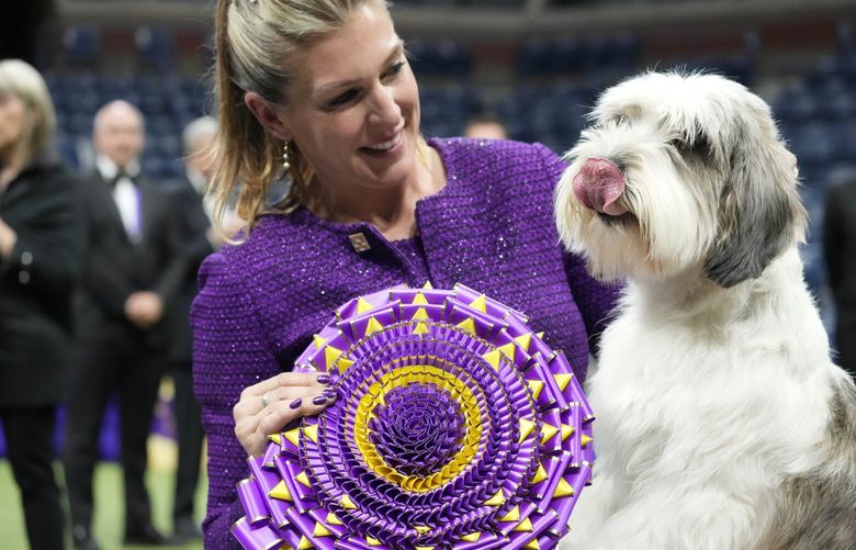 Handler Janice Hays poses for photos with Buddy Holly, a petit basset griffon Vendéen, after he won best in show during the 147th Westminster Kennel Club Dog show Tuesday, May 9, 2023, at the USTA Billie Jean King National Tennis Center in New York. (AP Photo/Mary Altaffer) NYMA127 NYMA127