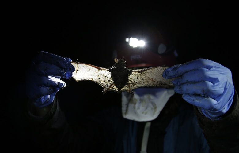 Alyssa Bennett, small mammals biologist for the Vermont Department of Fish and Wildlife, stretches the wings of a dead bat in a cave in Dorset, Vt., on May 2, 2023. Scientists studying bat species hit hard by the fungus that causes white nose syndrome, which has killed millions of bats across North America, say there is a glimmer of good news for the disease.  (AP Photo/Hasan Jamali) XHJ507 XHJ507