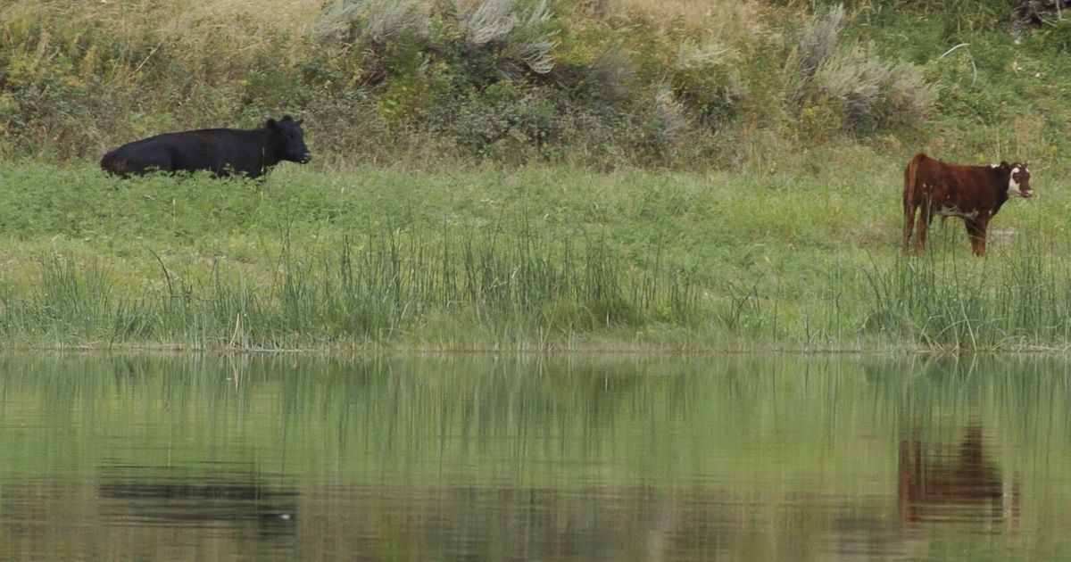 Biden plan to sell land leases for conservation gets pushback | The ...