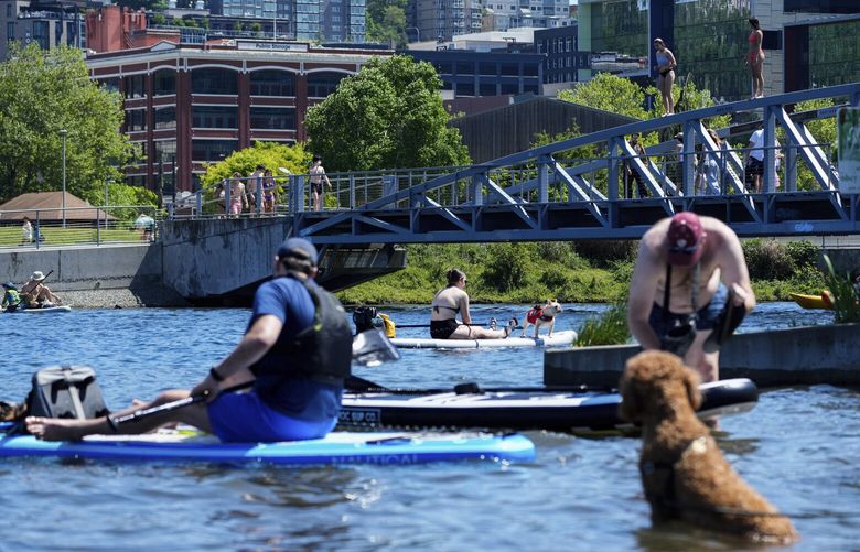 Dogs and humans alike cool off in the water at Lake Union Park, Saturday, May 13, 2023, in Seattle. Saturday’s temperatures reached record-breaking highs for several cities across western Washington, with a heat advisory in effect until Monday evening. (AP Photo/Lindsey Wasson) WALW211 WALW211