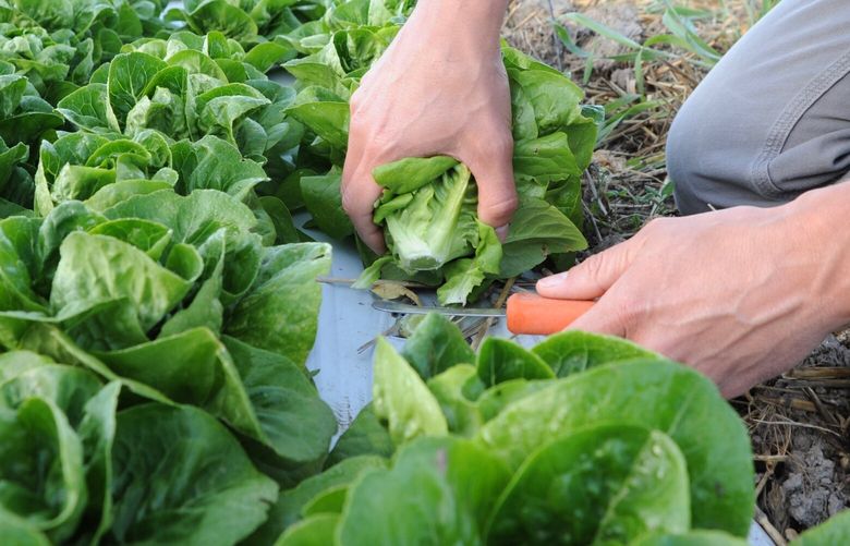 Harvesting lettuce when temperatures are cool ensures the greens will store as long as possible. While it’s important to harvest at the right time, it’s also vital to know how to store them — and how quickly.