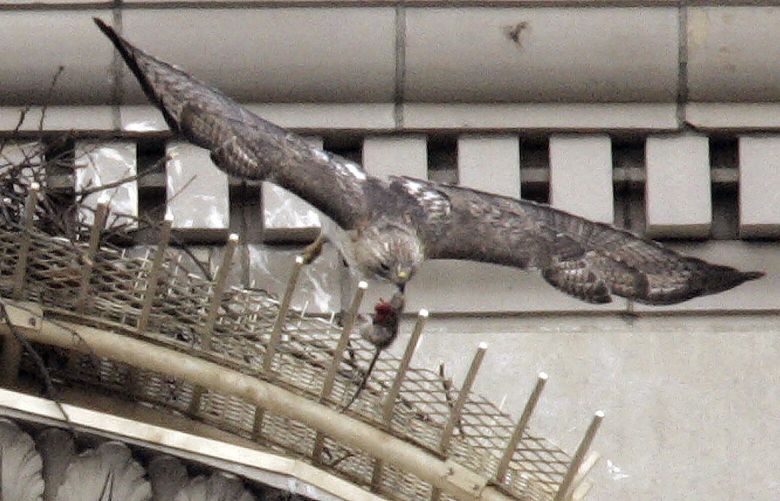 FILE – Pale Male, a red tailed hawk, leaves his nest with a rat he just caught hanging from his beak, Thursday, Feb. 17, 2005, in New York. Pale Male, who brought a touch of the wild to swanky Manhattan as he nested above Fifth Avenue with a succession of mates for more than 30 years, died late Tuesday, May 16, 2023, after being found ill and grounded in Central Park, wildlife rehabilitator Bobby Horvath posted on Facebook. The hawk was believed to be 33 years old. (AP Photo/Julie Jacobson, File) NYJJ101 NYJJ101