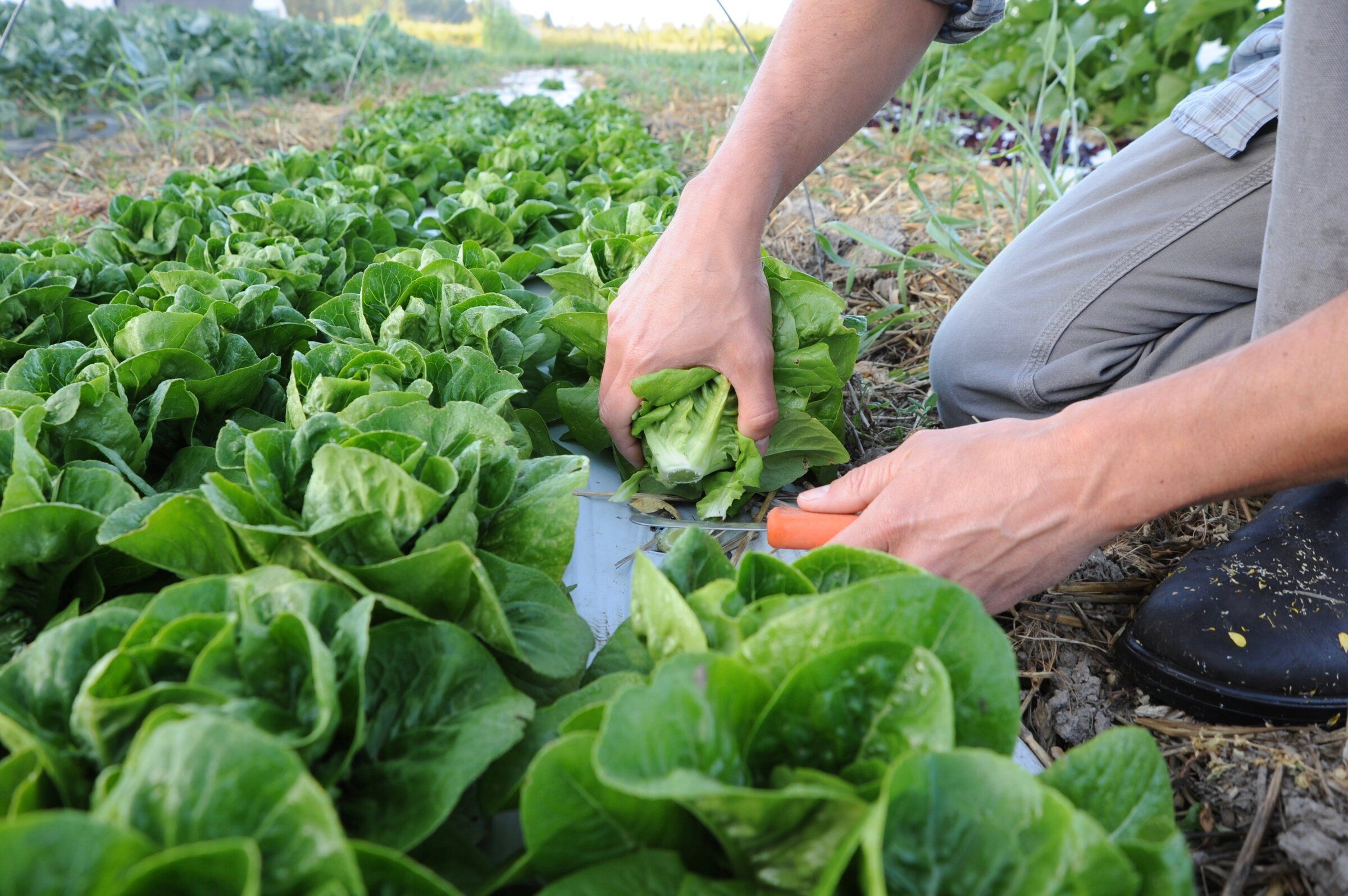 Picking and storage tips to maximize your summer garden harvest