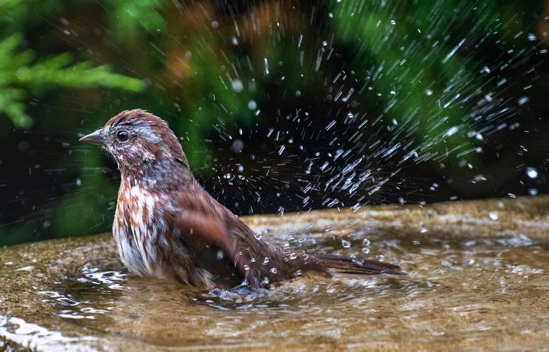 A song sparrow takes a splash and a bath in a Lake Forest Park backyard on Tuesday. 
Olivia Sanderfoot, a University of Washington PhD candidate, has been researching birds and air pollution and what happens to them during the wildfire smoke.

Photographed on September 15, 2020. 215069
