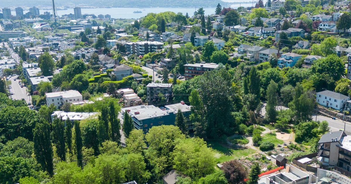 Seattle tree protection ordinance, years in the making, is up for a vote Seattle tree protection ordinance, years in the making, is up for a vote