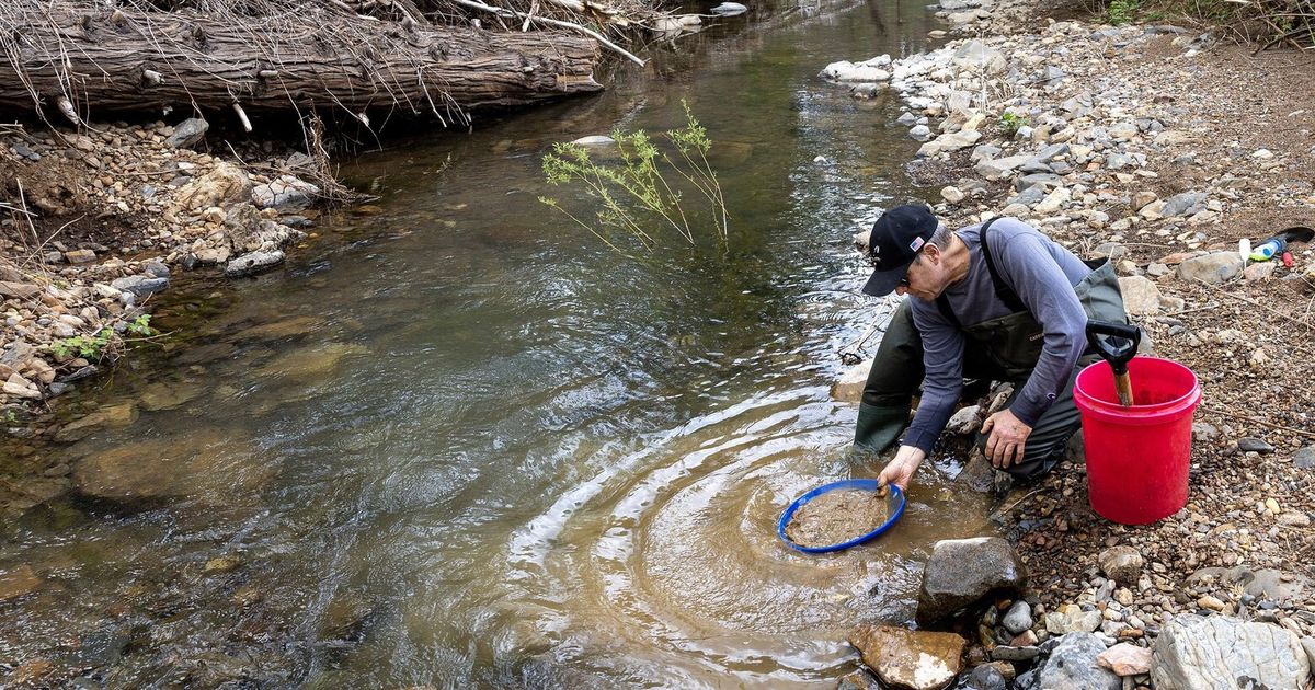 Modern-day prospectors take notice as raging California rivers replenish  historic Gold Rush spots