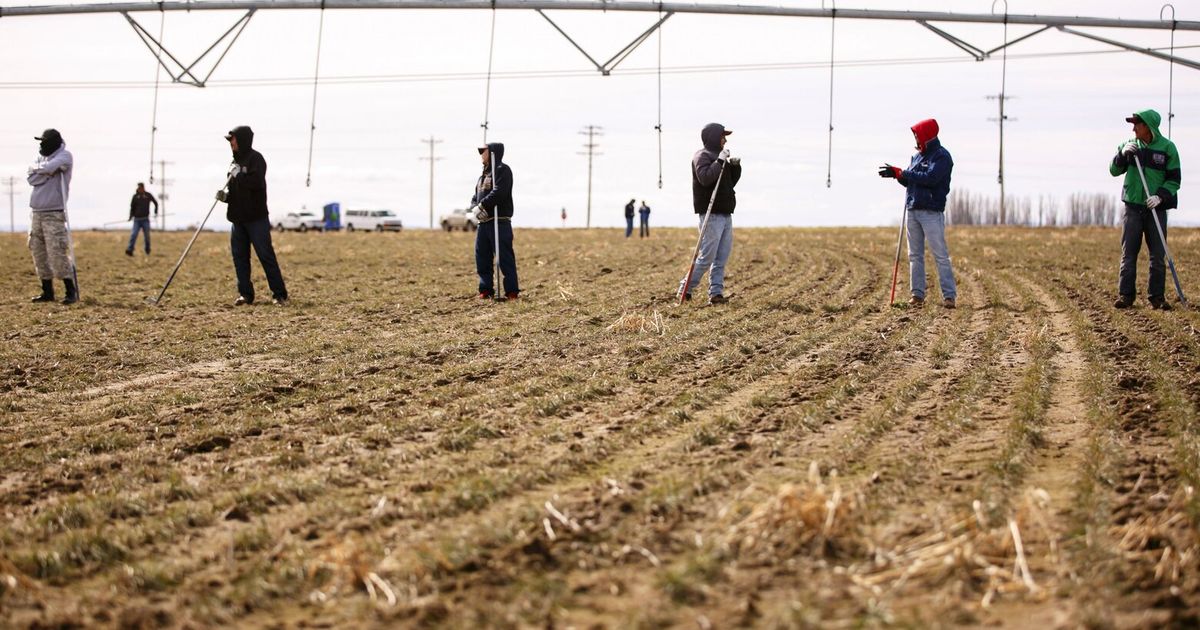 Guest Worker Example Don’t punish small farmers with ‘asylum surcharge’ on guest worker ...