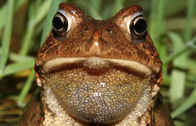 American toad male during breeding season. Photo by Michael F. Bernard.