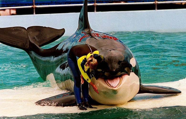 FILE – Trainer Marcia Hinton pets Lolita, a captive orca whale, during a performance at the Miami Seaquarium in Miami, March 9, 1995. Caregivers at a South Florida ocean park are taking steps to prepare Lolita, an orca whale held captive for more than a half-century, for a possible return to her home waters in Washington’s Puget Sound. The park’s owner and a nonprofit announced a plan in March 2023 to possibly move the 57-year-old orca to a natural sea pen. (Nuri Vallbona/Miami Herald via AP, File) FLMIH351 FLMIH351