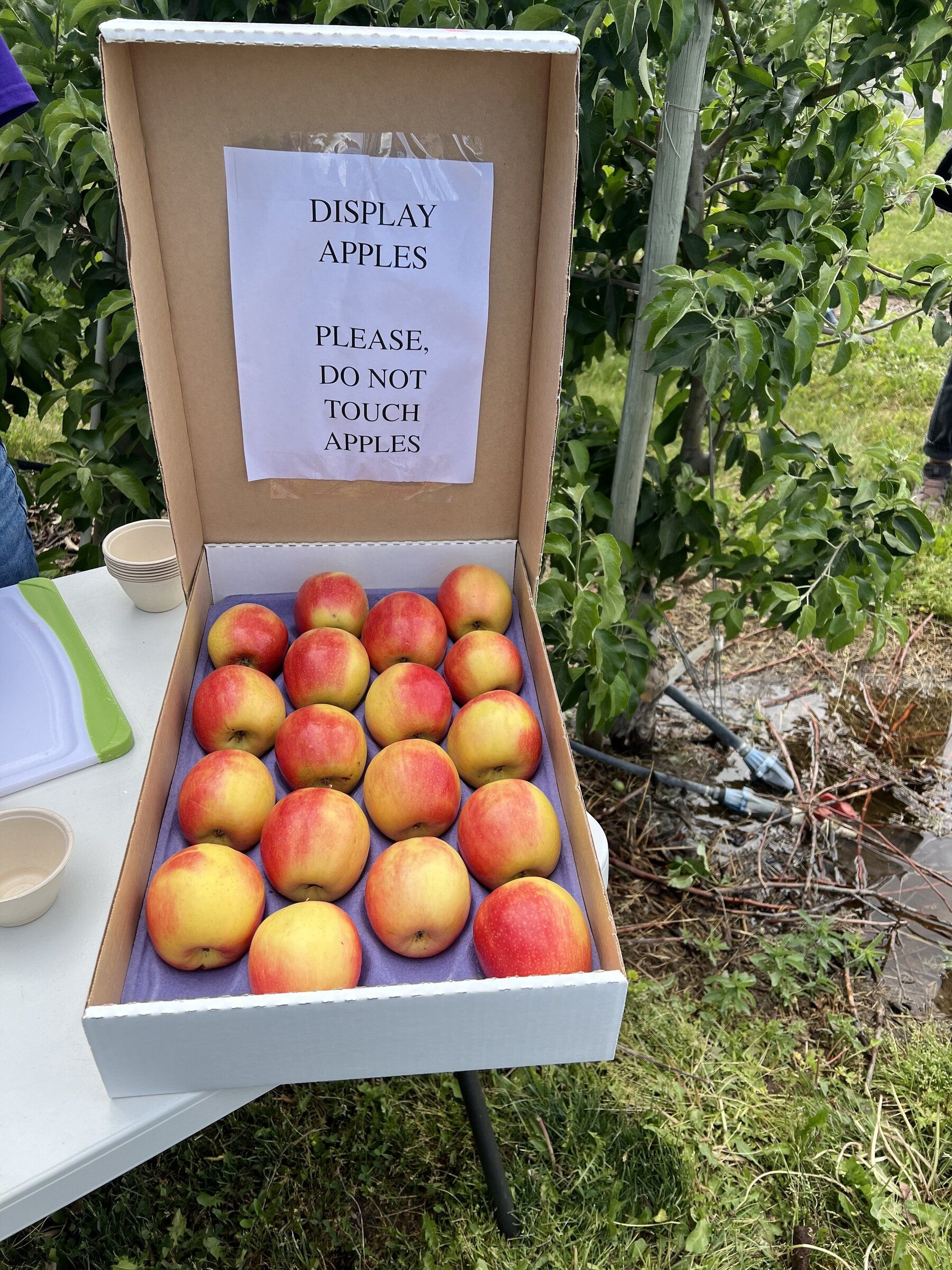 New fruit alert! WSU researchers present new 'WA 64' apple | The