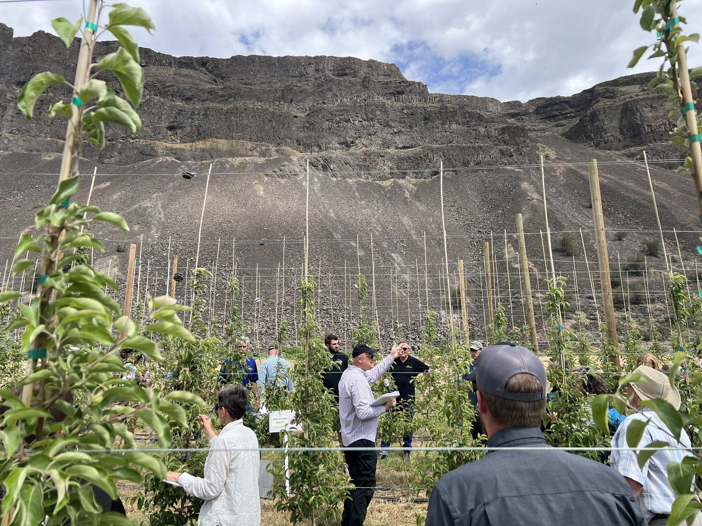 New fruit alert! WSU researchers present new 'WA 64' apple | The