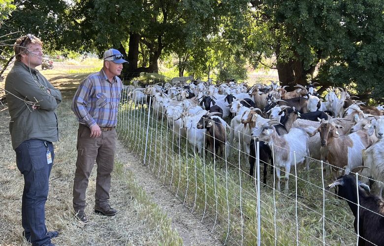Jason Puopolo, parks superintendent for City of West Sacramento, and Tim Arrowsmith, owner of Western Grazers, look at a herd of grazing sheep in West Sacramento, Calif., on May 17, 2023. Goats are in high demand to clear vegetation as California prepares for the wildfire season, but a farmworker overtime law threatens the grazing business. (AP Photo/Terry Chea) FX705 FX705