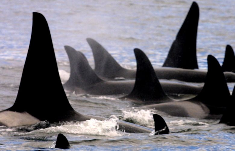 Eleven orcas, members of L-pod, rest together in a rarely seen tight grouping in Haro Strait.  “Whales and ferries and eagles most define it (San Juan Island),” says Howard Schoenberger.