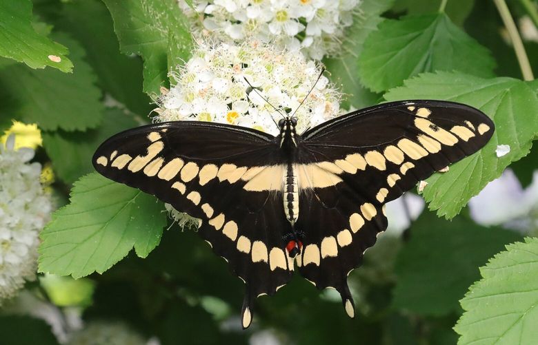 Giant Swallowtail rests at the Butterfly Garden. The Molbakâ€™s Butterfly Gaarden is contained in a secure area within the Woodland Park Zoo. 5500 Phinney Ave N. It opens to the public Saturday, May 27. Hours are 9:30AM to 6:00PM. Itâ€™s only open during the summer months, closing Monday, September 4, 2023.
LO LO LO 224010