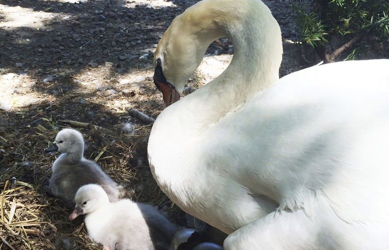 In this June 2014 photo, Faye, a swan, tends to two baby cygnets at the Manlius Swan Pond in Manlius, N.Y. The upstate New York village of Manlius is mourning the loss of Faye, a swan who was stolen from the village pond along with her four cygnets. The cygnets, or baby swans, were recovered on Tuesday, but officials say the mama swan was eaten. (Elizabeth Doran/Syracuse.com via AP) NYSYR101 NYSYR101