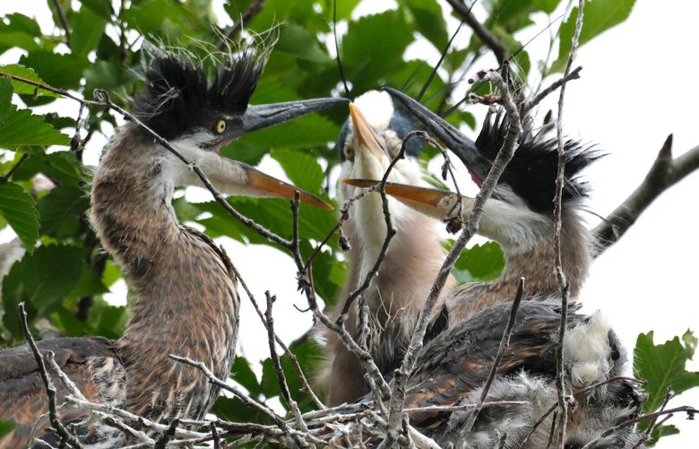 Heron chicks are excited to get food from one of their parents, center, who will regurgitate it into the nest at Commodore Park in Seattle on Friday, May 19, 2023. Currently the colony has approximately 65 active nests this year. Curious to learn more? C’mon out for the Heron Chick Birthday Celebration this Saturday. Heron Habitat Helpers will be there with telescopes so you can view the nests and naturalists to help answer your questions. The event runs June 3rd  from 10am to 1pm at Commodore Park, on the Magnolia side of the Ballard Locks. For more information on the Heron Habitat Helpers or to volunteer to help with habitat restoration or heron observation please visit https://www.heronhelpers.org/
