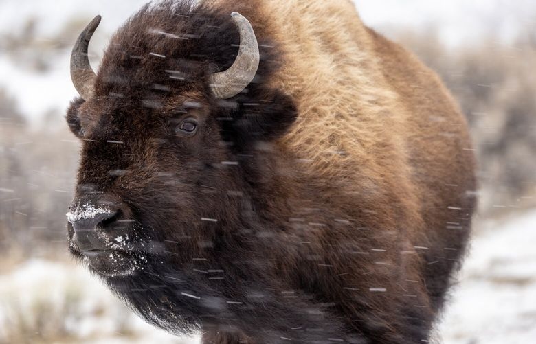 A bison near the northern boundary of Yellowstone National Park. MUST CREDIT: Photo for The Washington Post by Louise Johns